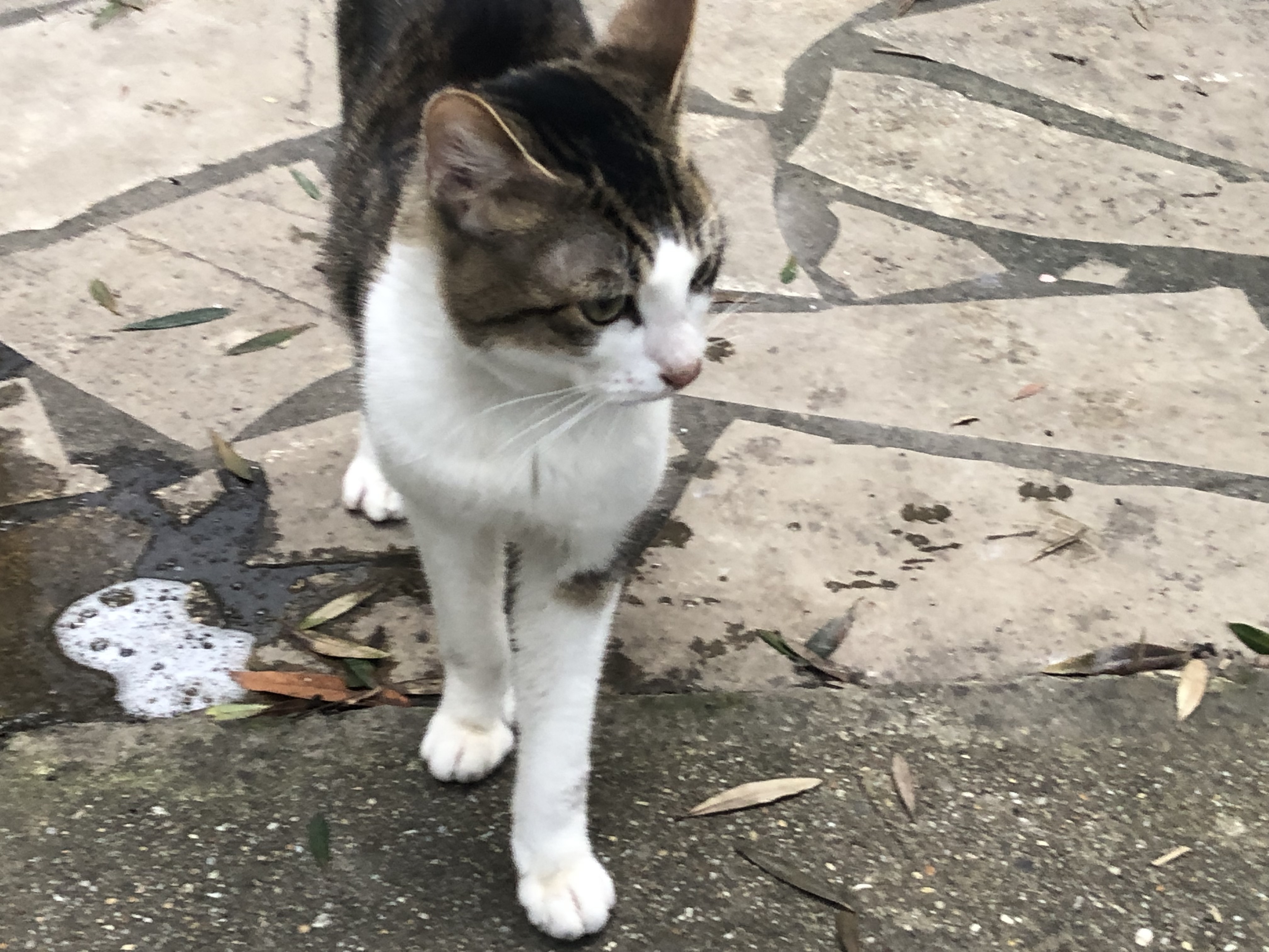 Chat Trouve 59null